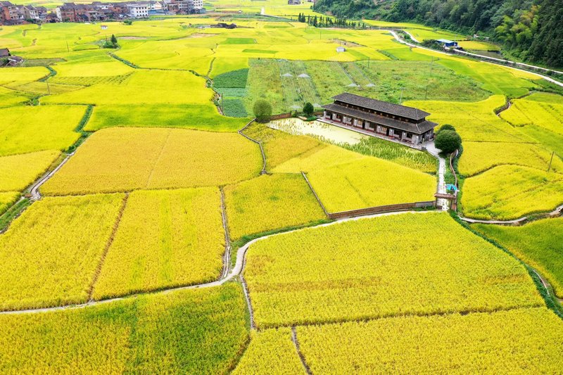 劍河縣南明大壩連片稻田航拍。