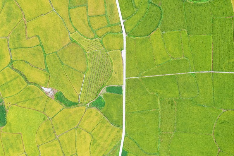 劍河縣南明大壩連片稻田航拍。