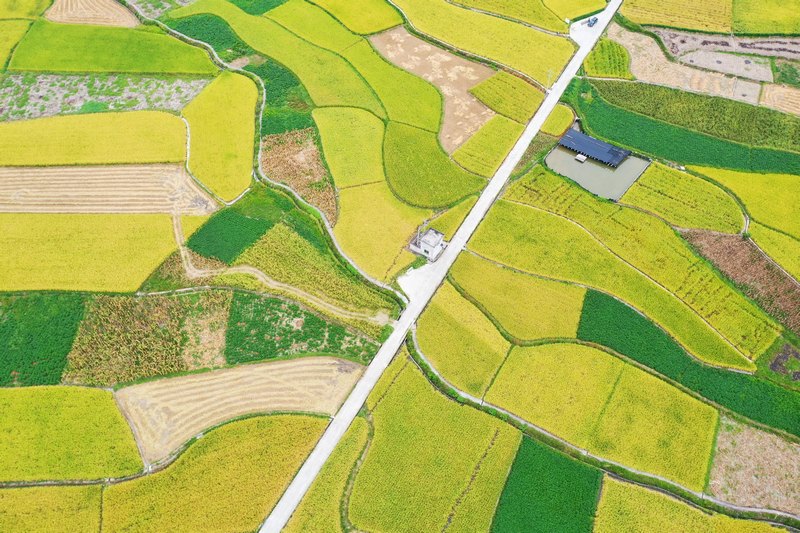 劍河縣南明大壩連片稻田航拍。