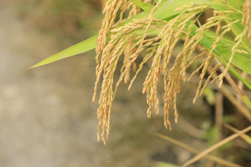 劍河縣南明大壩連片稻田里，已近成熟的稻穗。