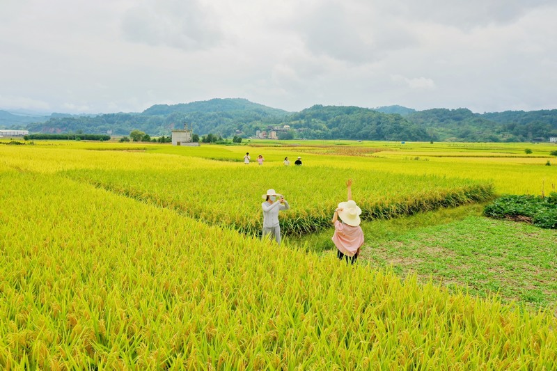 游人在劍河縣南明大壩連片稻田里賞景、拍照。