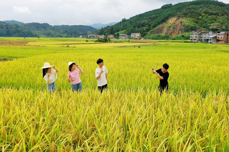 游人在劍河縣南明大壩連片稻田里賞景、拍照。