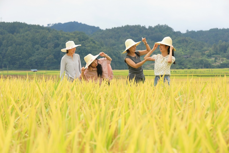 游人在劍河縣南明大壩連片稻田里賞景、拍照。