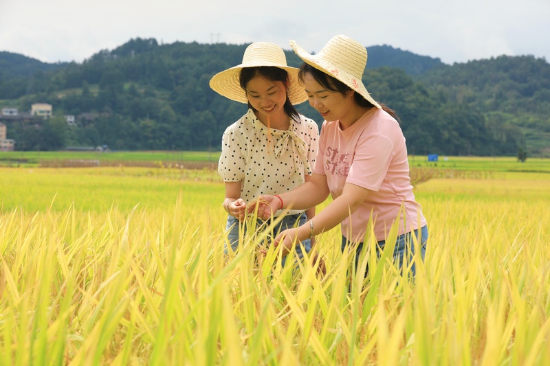 游人在劍河縣南明大壩連片稻田里賞景、拍照。