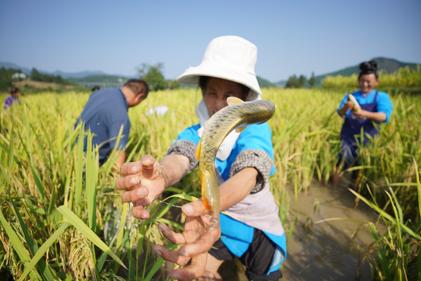 9月5日,村民在貴州省丹寨縣龍泉鎮卡拉村抓稻田魚。
