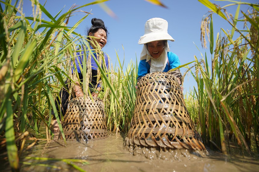 9月5日,村民在貴州省丹寨縣龍泉鎮卡拉村抓稻田魚。