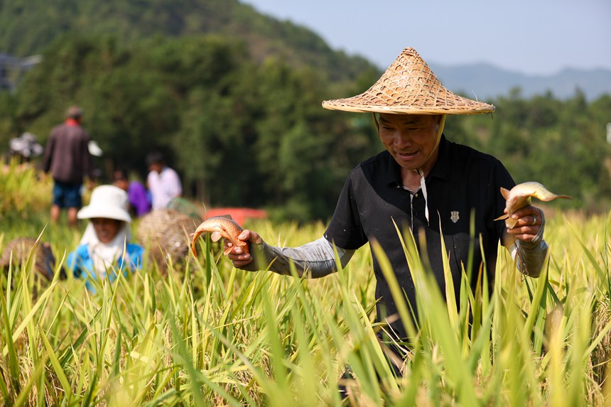 9月5日,村民在貴州省丹寨縣龍泉鎮卡拉村抓稻田魚。