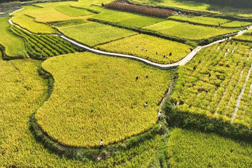 9月5日,村民在貴州省丹寨縣龍泉鎮卡拉村抓稻田魚。
