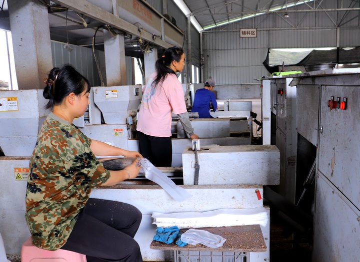 工人們有條不絮地?fù)屪ドa(chǎn)菌棒。