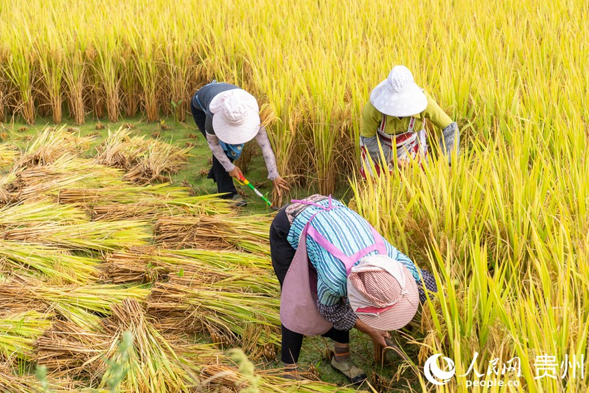 村民們正在收割成熟的水稻。人民網(wǎng)記者 涂敏攝