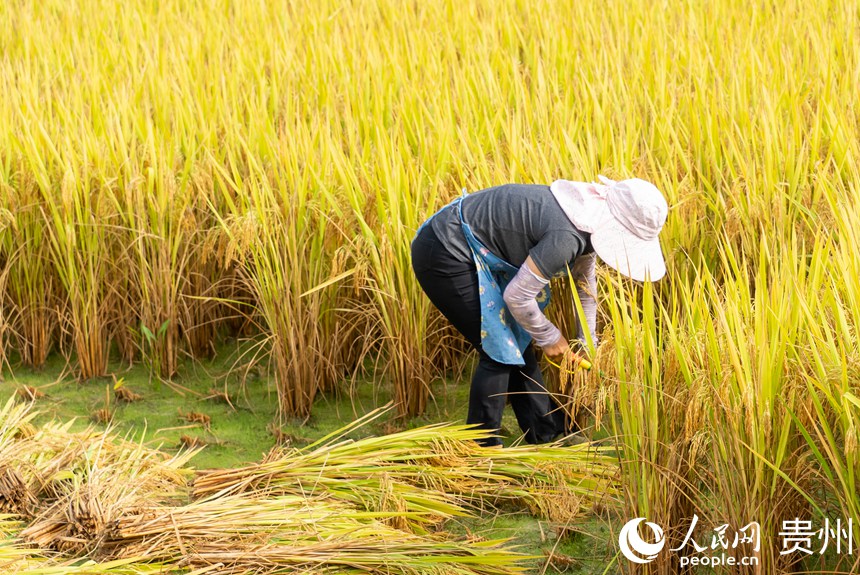 村民們正在收割成熟的水稻。人民網記者 涂敏攝