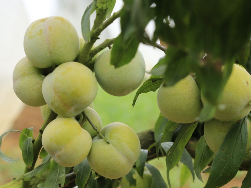 一顆顆飽滿圓潤的晚香脆李綴滿枝條，看上去十分誘人。 修文縣融媒體中心李宇 攝