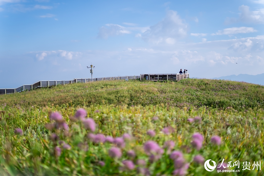 韭菜坪景區盛開的韭菜花。人民網 涂敏攝