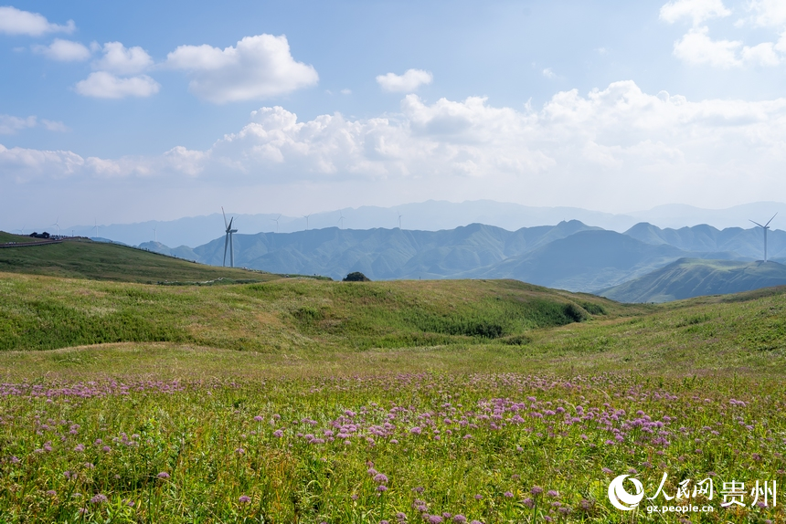 韭菜坪景區(qū)盛開的韭菜花。人民網(wǎng) 涂敏攝