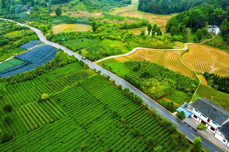 湄潭縣湄潭27°茶海路，榮獲2020年度全國(guó)“十大最美農(nóng)村路”。圖片由貴州省公路局提供