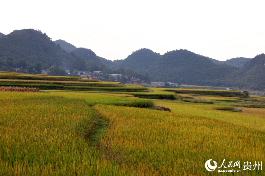 金黃色的稻田與村居相互映襯。人民網(wǎng) 潘佳倩攝