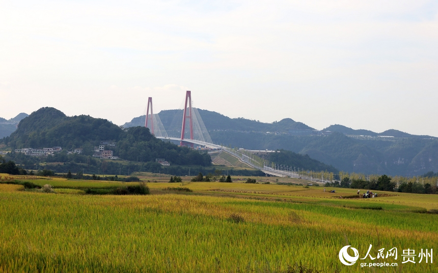 龍里河大橋與金黃色稻田交相輝映，稻田里的人們正在享受豐收的喜悅。人民網 潘佳倩攝
