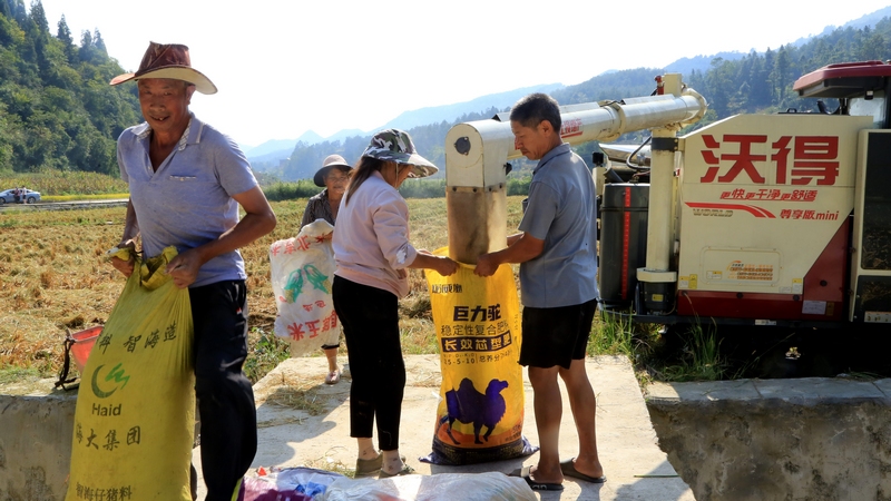 一串串飽滿的稻穗被飛速轉(zhuǎn)動的齒輪卷入“腹中”，隨著齒輪轉(zhuǎn)動，谷粒、稻草迅速分離，脫粒后的稻谷從收割機出糧口傾瀉而出，灌滿村民的一個個儲糧袋。 修文縣融媒體中心查姜維 攝