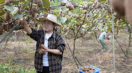 納雍縣化作鄉安大垮村：獼猴桃豐收