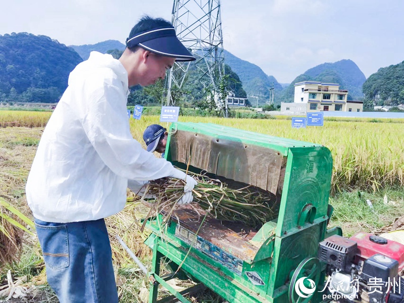 現場脫粒。人民網記者 王秀芳攝