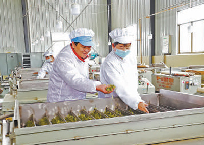 黃紅纓(左)在制茶車間查看新茶品質。