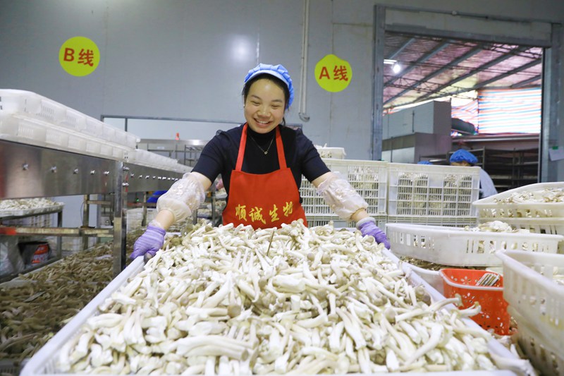 劍河縣食用菌產業(yè)園內的貴州順誠生物科技有限公司內，工人準備搬運分揀好的食用菌。楊潔茹攝