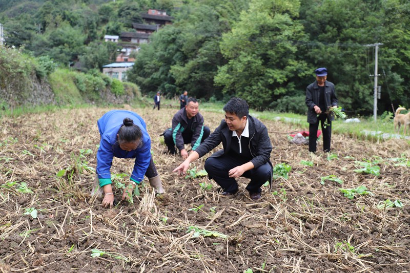 農技專家深入新華村開展農技服務。