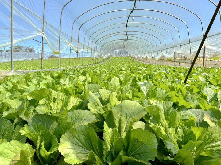 大棚里的青菜。