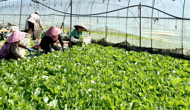 村民采摘青菜。