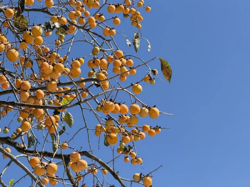 永樂鄉的秋天，你不能錯過的絕美風光。
