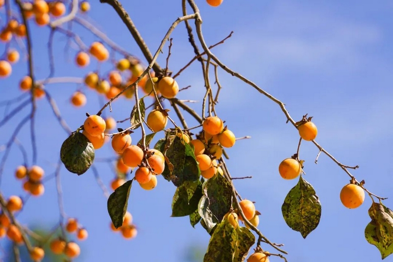 永樂(lè)鄉(xiāng)的秋天,你不能錯(cuò)過(guò)的絕美風(fēng)光。