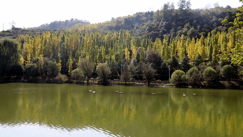修文縣馬家橋村的峰泰湖森林公園湖畔 修文縣融媒體中心查姜維 攝