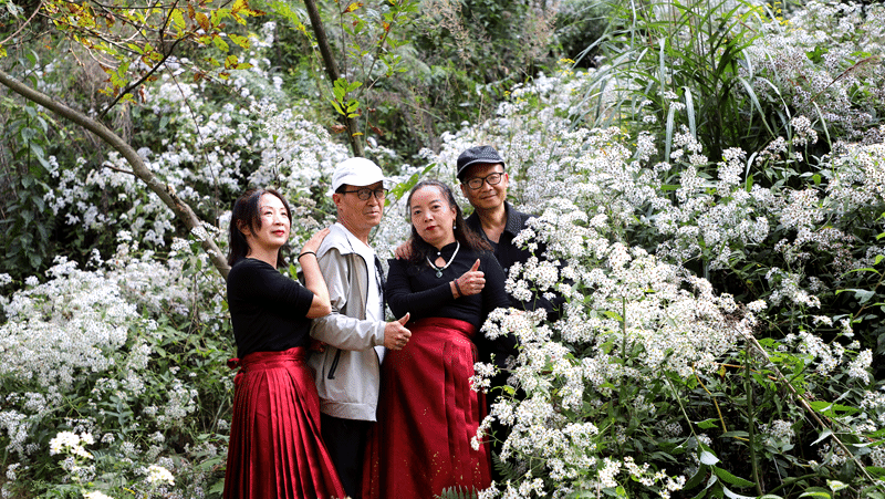 銀杏林和漫山遍野的小白花把這里裝點成人間仙境,游客成群結隊打卡拍照 修文縣融媒體中心畢音紅 攝