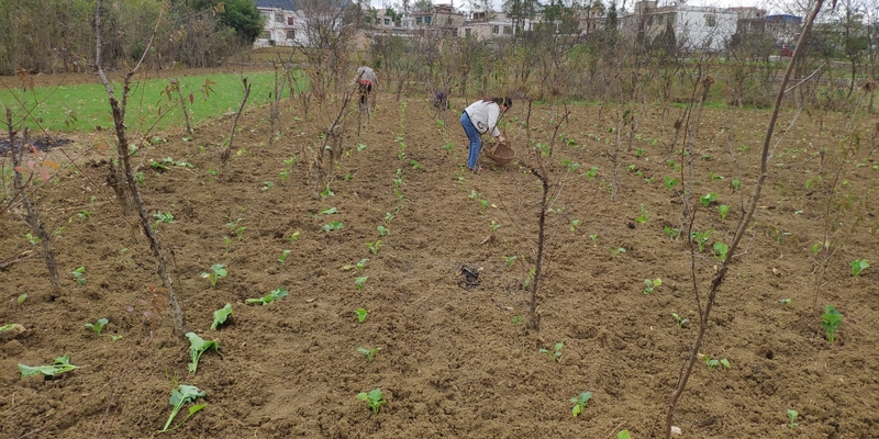 (2)村民移栽油菜現場。 成元剛 攝1