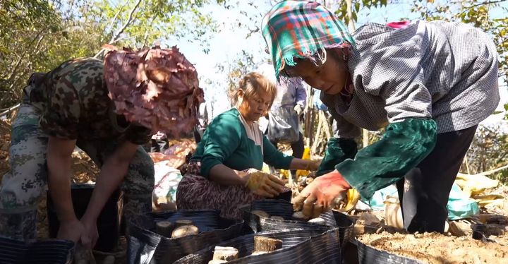 村民們正忙著栽種林下天麻。