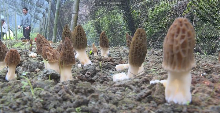 春季雷山縣林下羊肚菌長勢喜人。