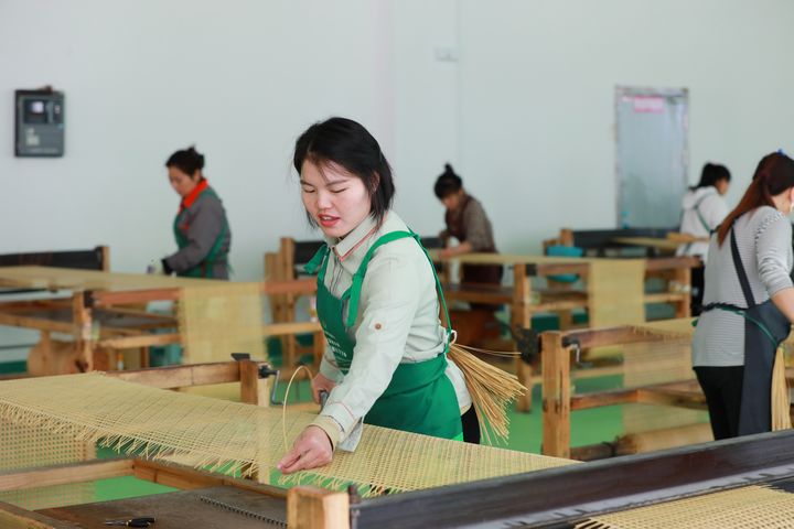 居民楊政清在藤編廠里工作。楊家孟攝