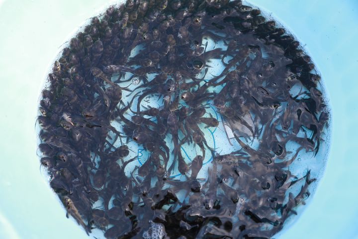 待放的黃顙魚魚苗。謝達意攝