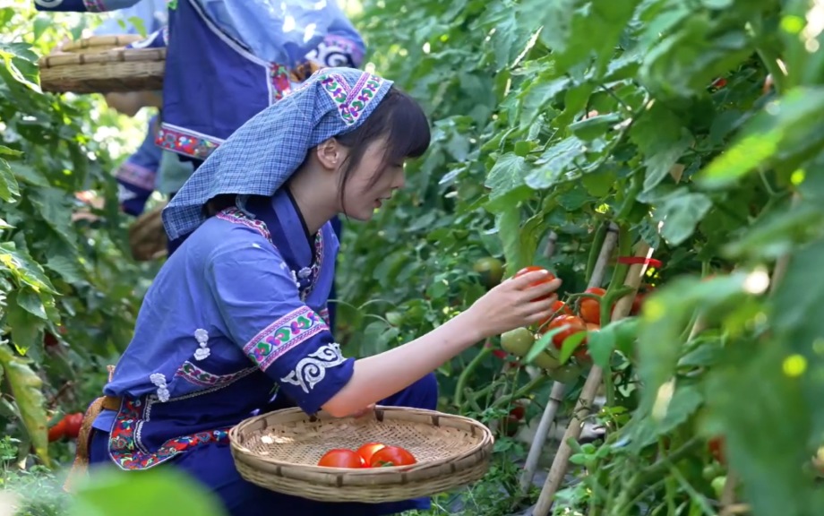 麻江縣充分發揮比較優勢 做大做強特色產業。