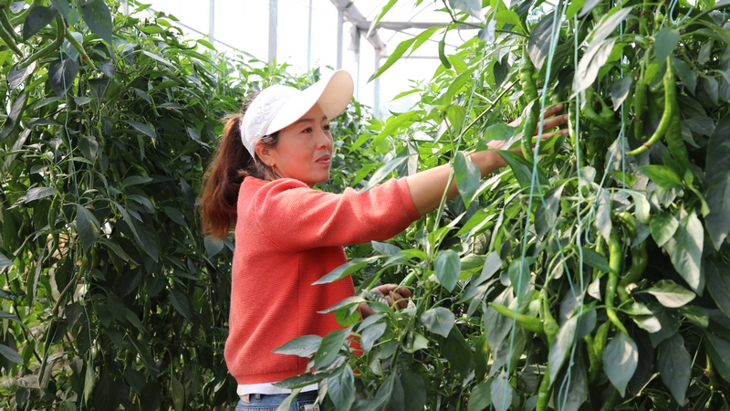工人們正忙著采摘螺絲椒。羅飛雪 攝