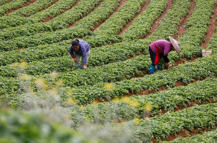 藥材飄香產(chǎn)業(yè)興 黔東南州中藥材產(chǎn)業(yè)蓬勃發(fā)展。