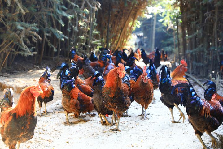 劍河縣南哨鎮九虎村林下雞養殖基地。楊潔茹攝