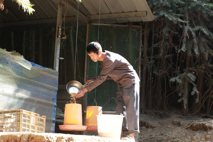 劍河縣南哨鎮九虎村林下雞養殖基地的飼養員在投放玉米。張碧桃攝
