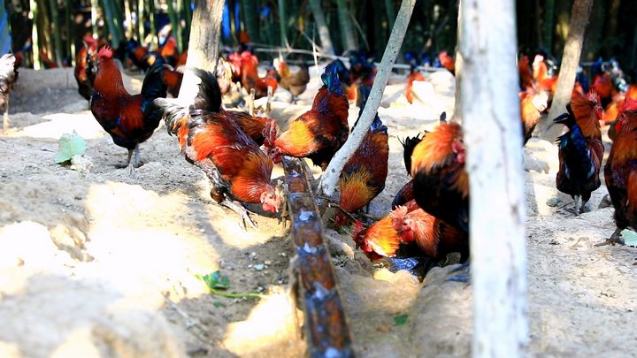 劍河縣南哨鎮九虎村林下雞養殖基地。楊潔茹攝