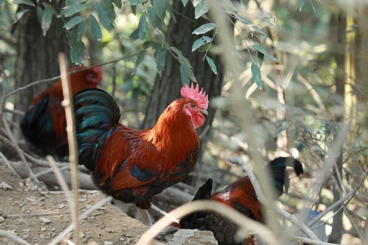劍河縣南哨鎮九虎村林下雞養殖基地。張碧桃攝