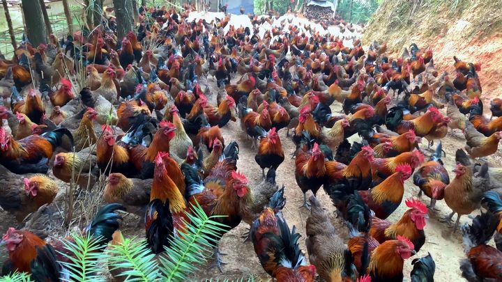 劍河縣南哨鎮九虎村林下雞養殖基地。張碧桃攝