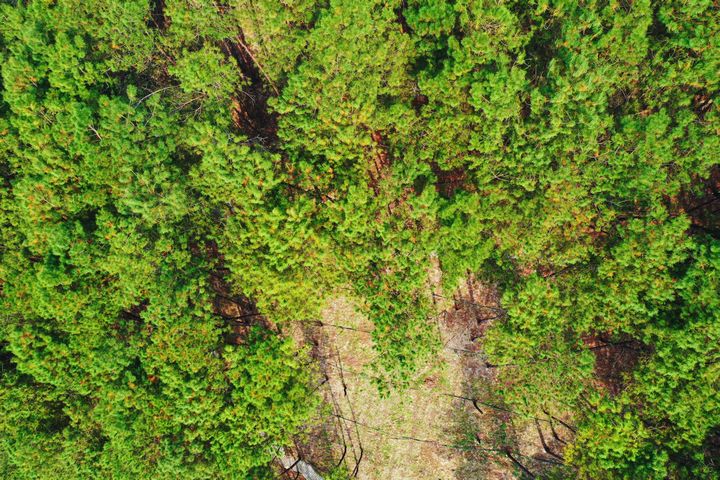 在岑松鎮(zhèn)灣根村林下淫羊藿種植基地，茂密的林木航拍大景。