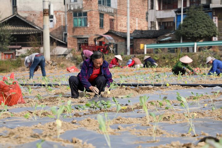 群眾在栽種西蘭花。