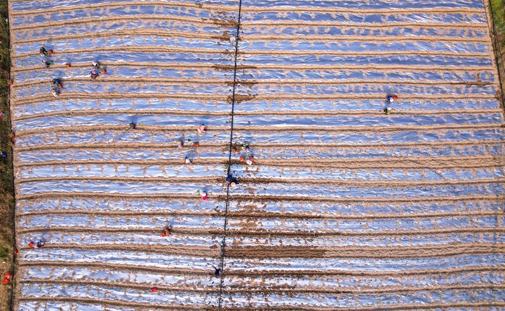 群眾在栽種西蘭花。