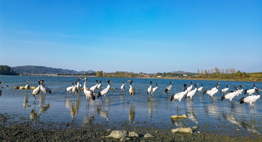 11月17日，國家一級保護動物黑頸鶴在威寧縣草海嬉戲。王近松攝